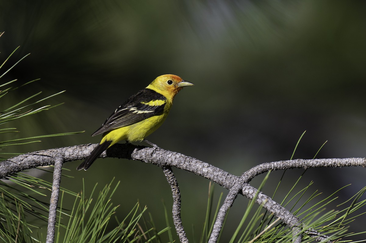 Western Tanager - ML584209951
