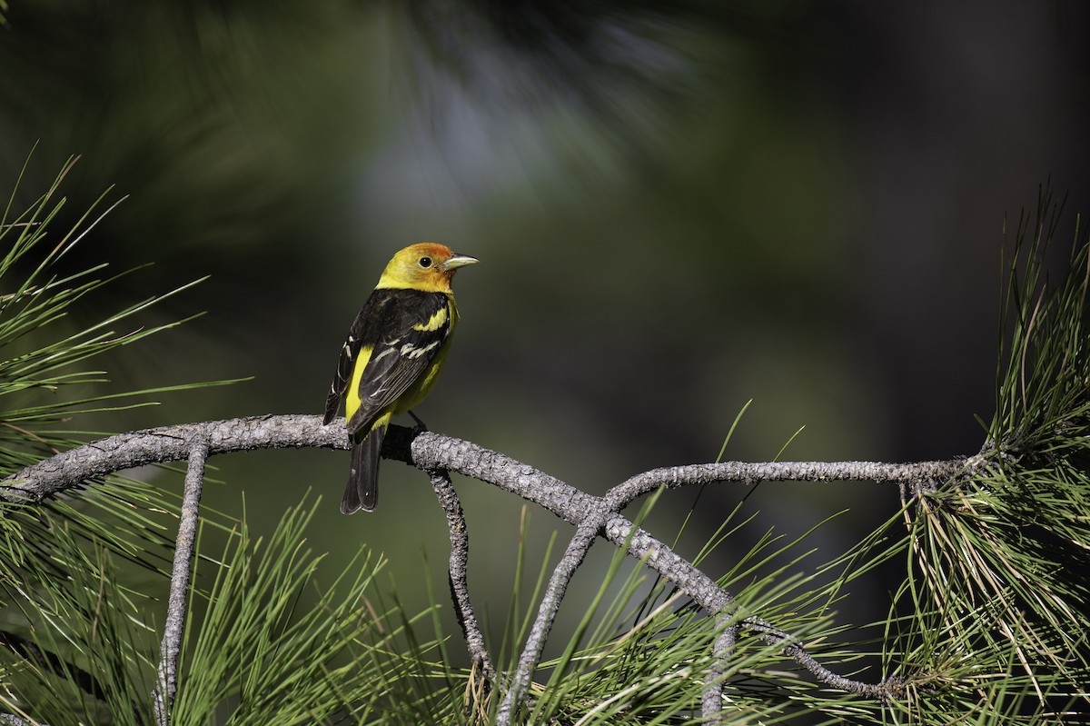 Western Tanager - ML584209961