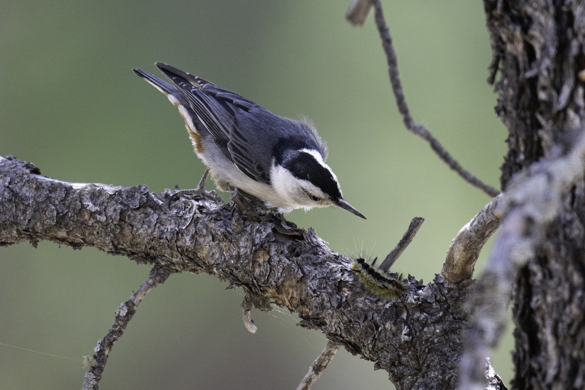 White-breasted Nuthatch - ML584210331