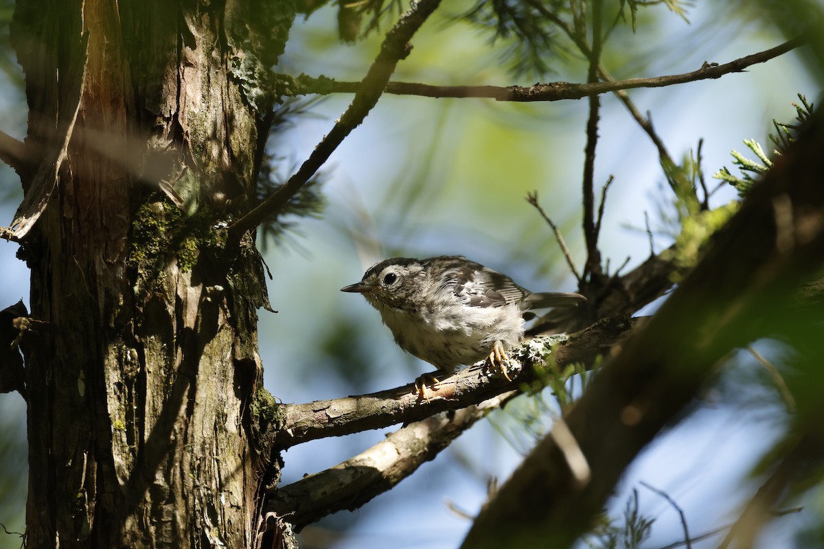 Black-and-white Warbler - ML584213691