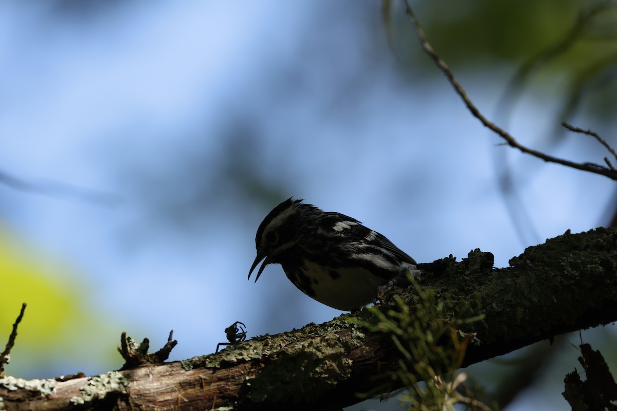 Black-and-white Warbler - ML584213721