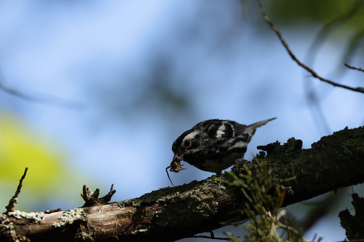 Black-and-white Warbler - ML584213731