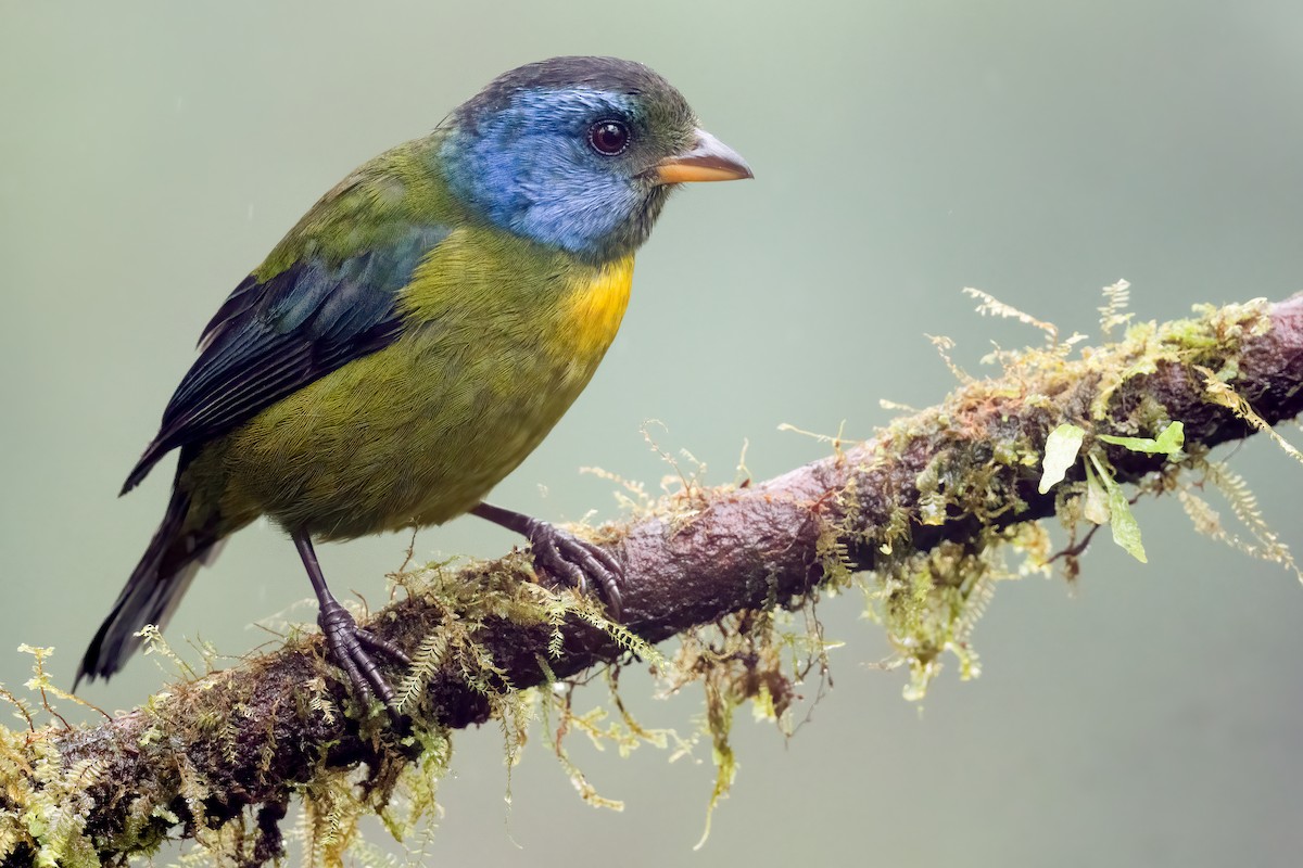 Moss-backed Tanager - ML584214001