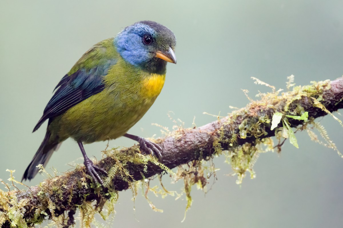Moss-backed Tanager - ML584214011