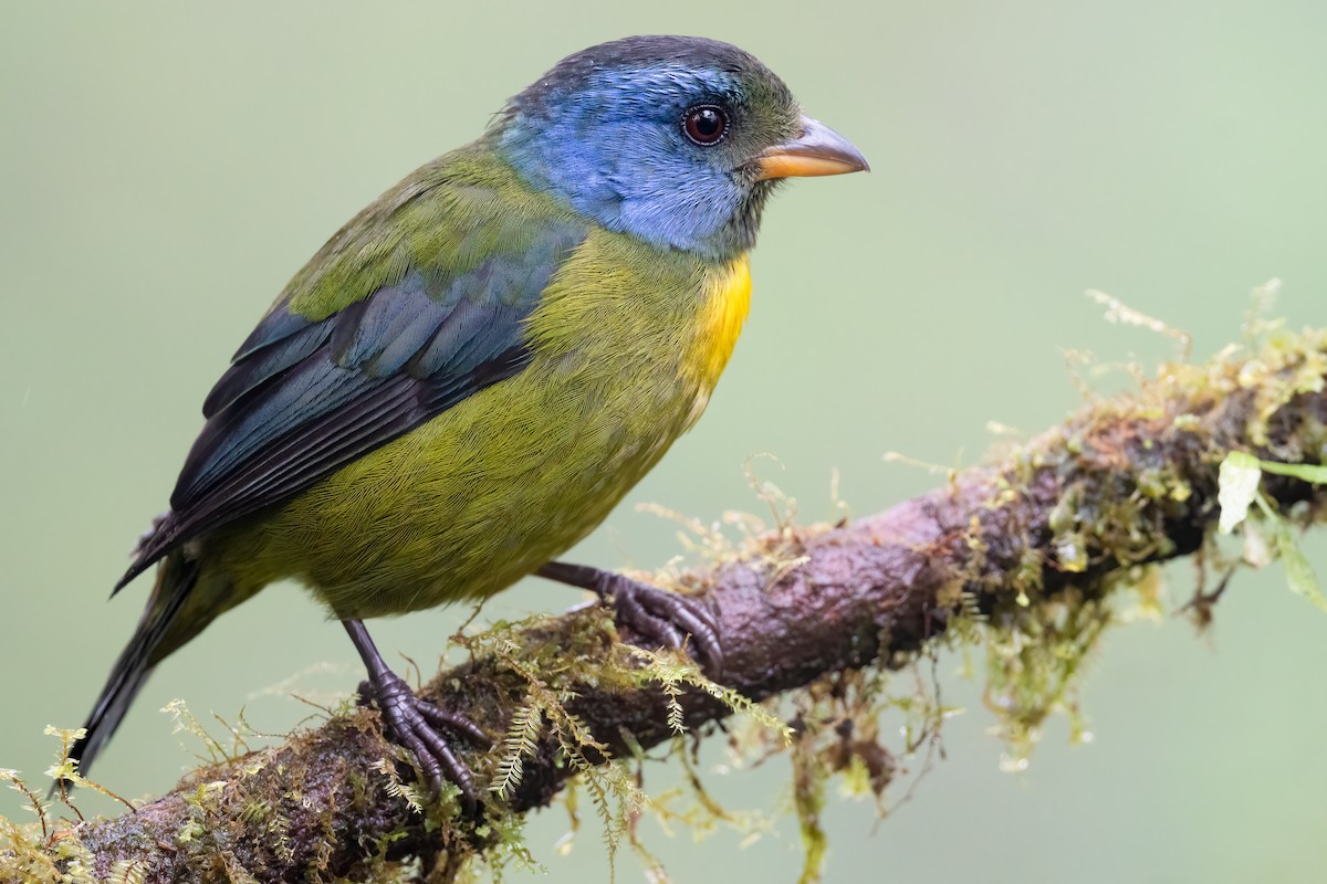 Moss-backed Tanager - Ben  Lucking