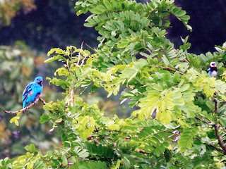 Male (with Golden-hooded Tanager) - Rolando Jordan - ML58421461