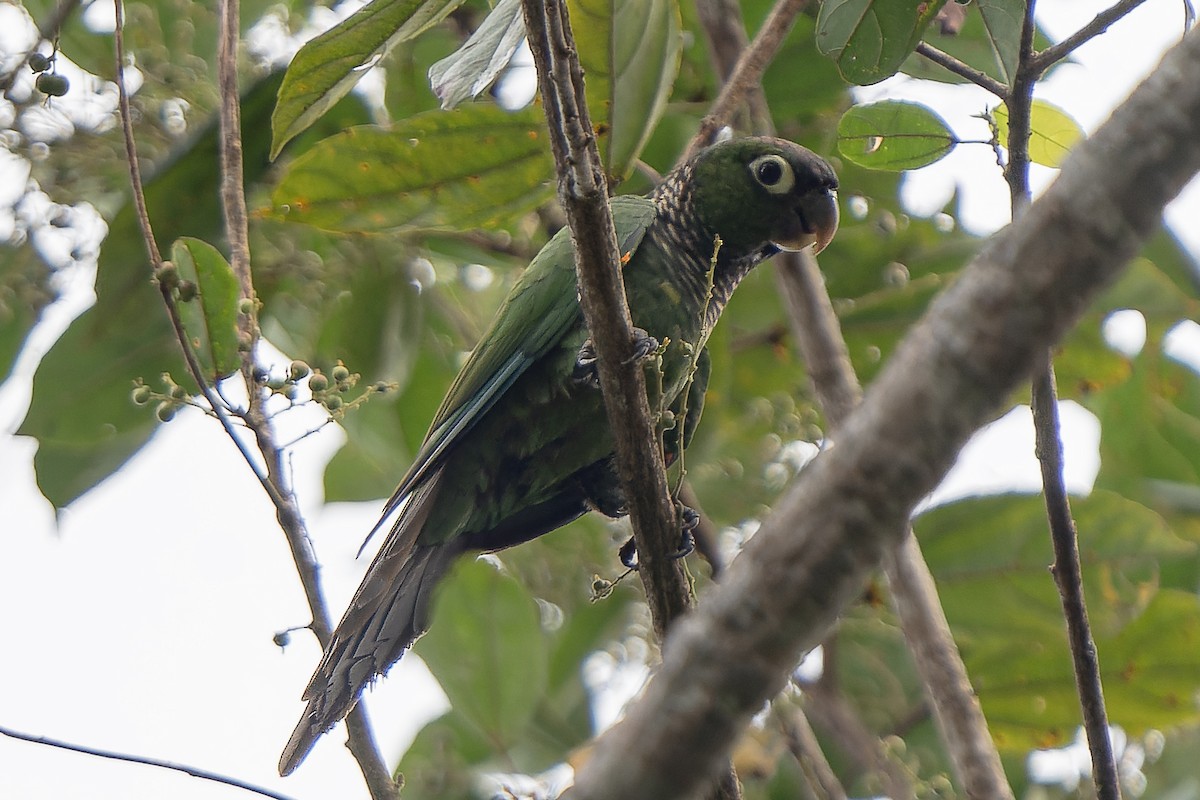Maroon-tailed Parakeet - Guillermo  Saborío Vega