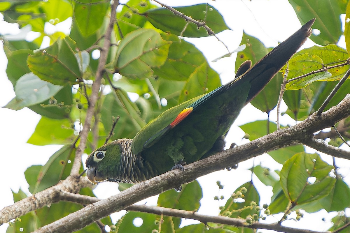 Maroon-tailed Parakeet - ML584215401