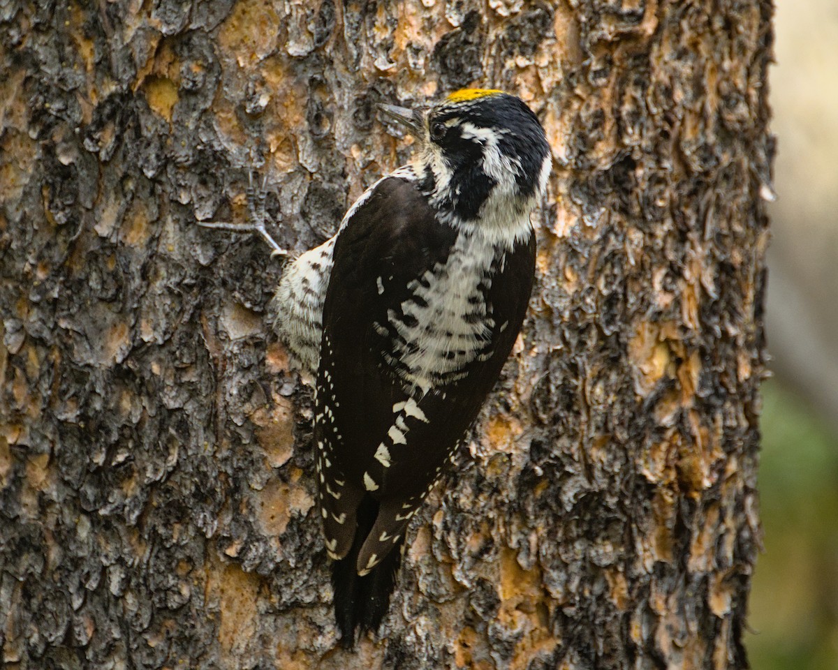 American Three-toed Woodpecker - ML584215491