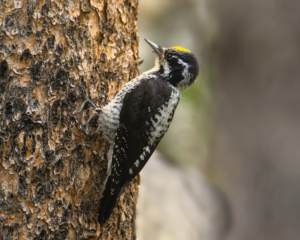 American Three-toed Woodpecker - Bartholomew Birdee