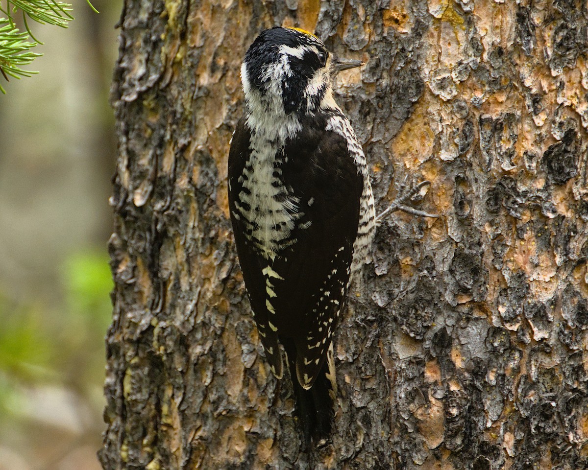 American Three-toed Woodpecker - ML584215511