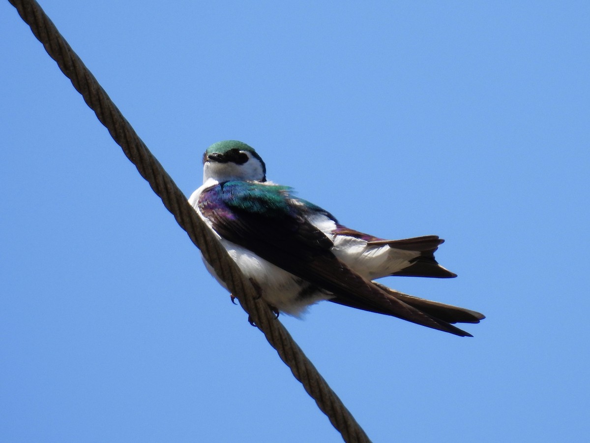 Violet-green Swallow - ML584217001