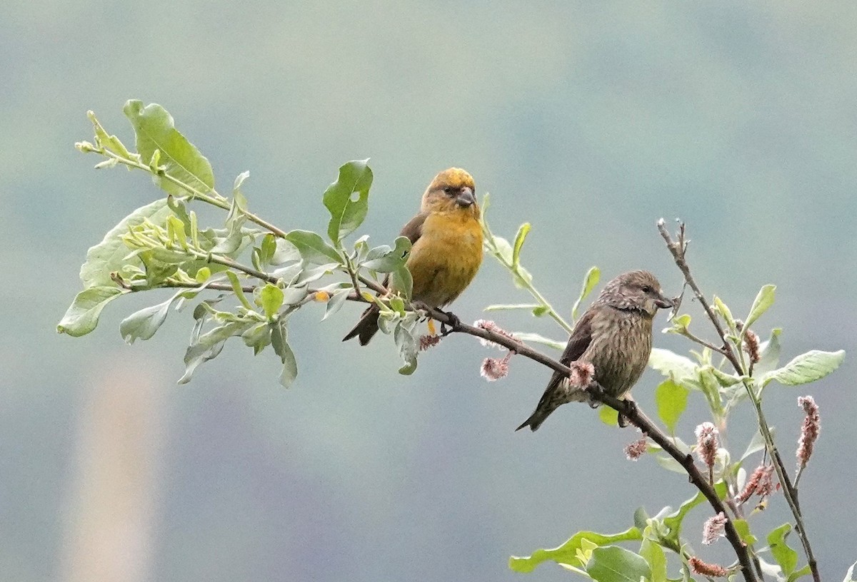 Red Crossbill (Sitka Spruce or type 10) - ML584228181