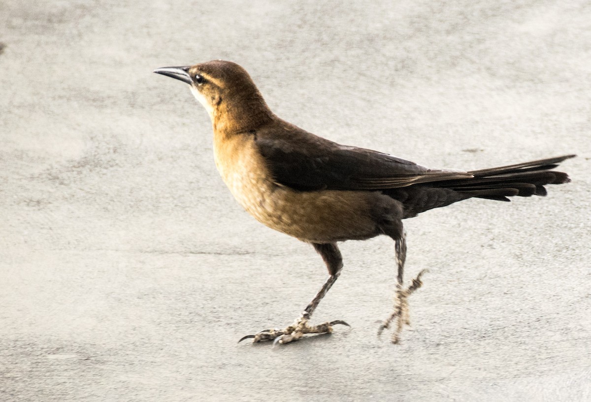 Boat-tailed Grackle - ML58422881