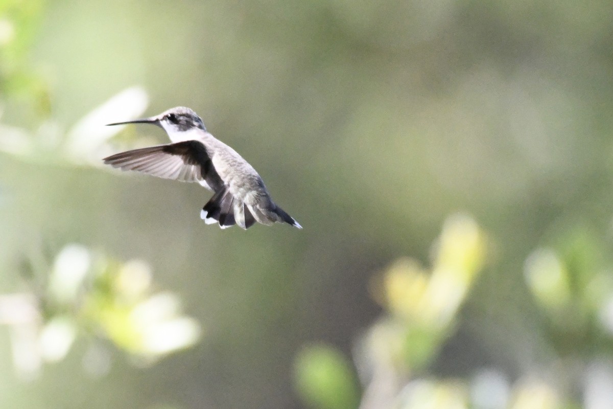 Black-chinned Hummingbird - ML584229111