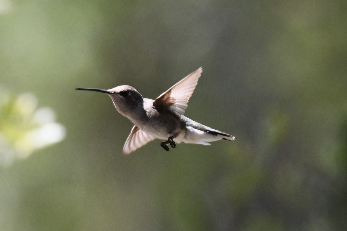 Black-chinned Hummingbird - Don Casey