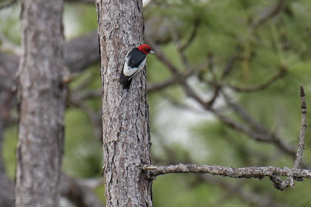 Red-headed Woodpecker - ML584232261