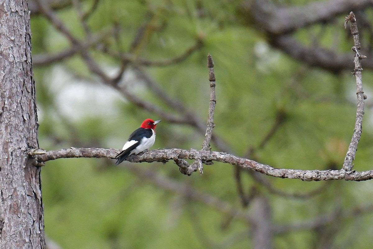 Red-headed Woodpecker - ML584232271