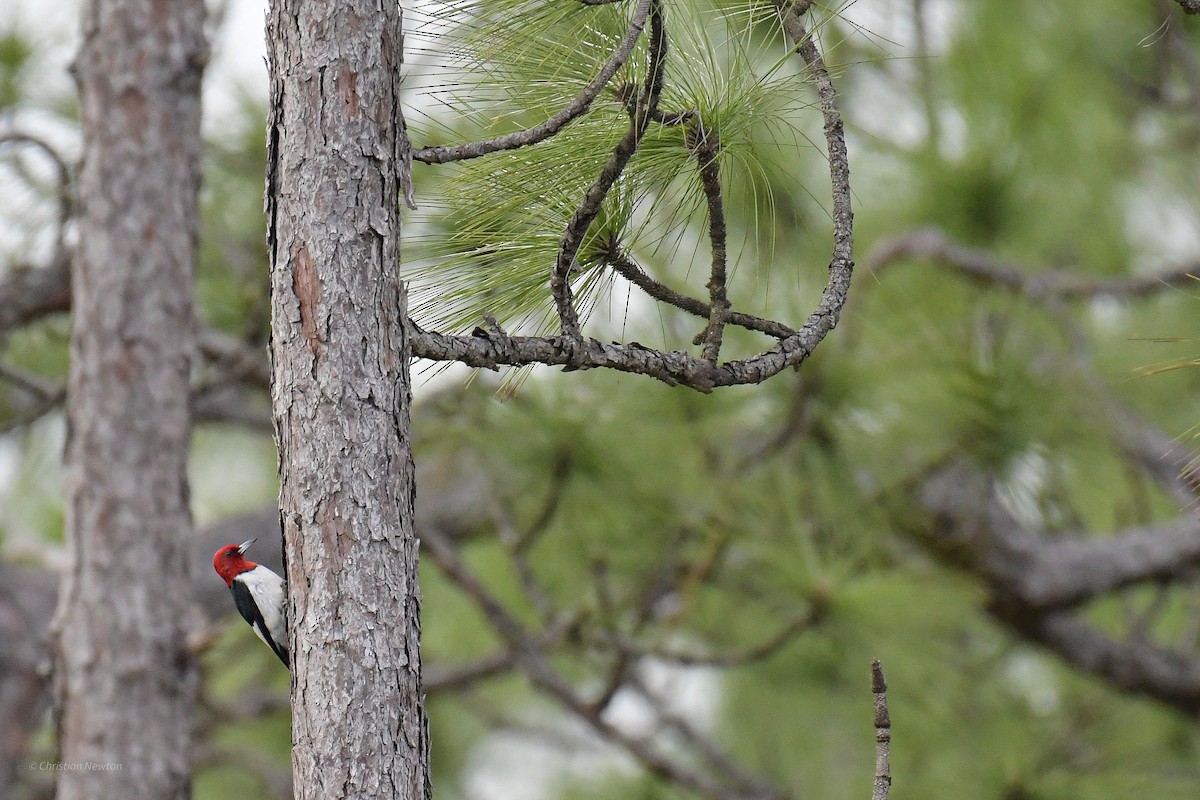 Red-headed Woodpecker - ML584232291