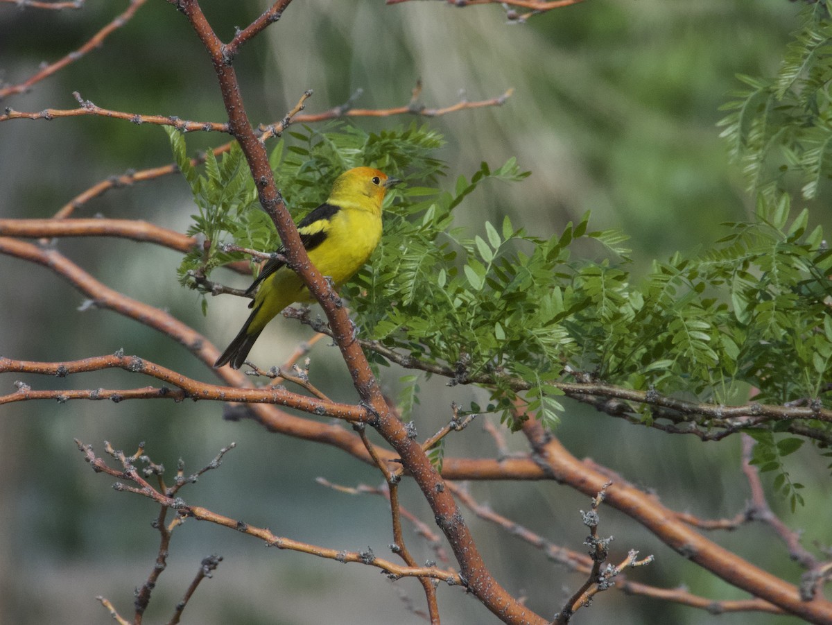 Western Tanager - ML584236081