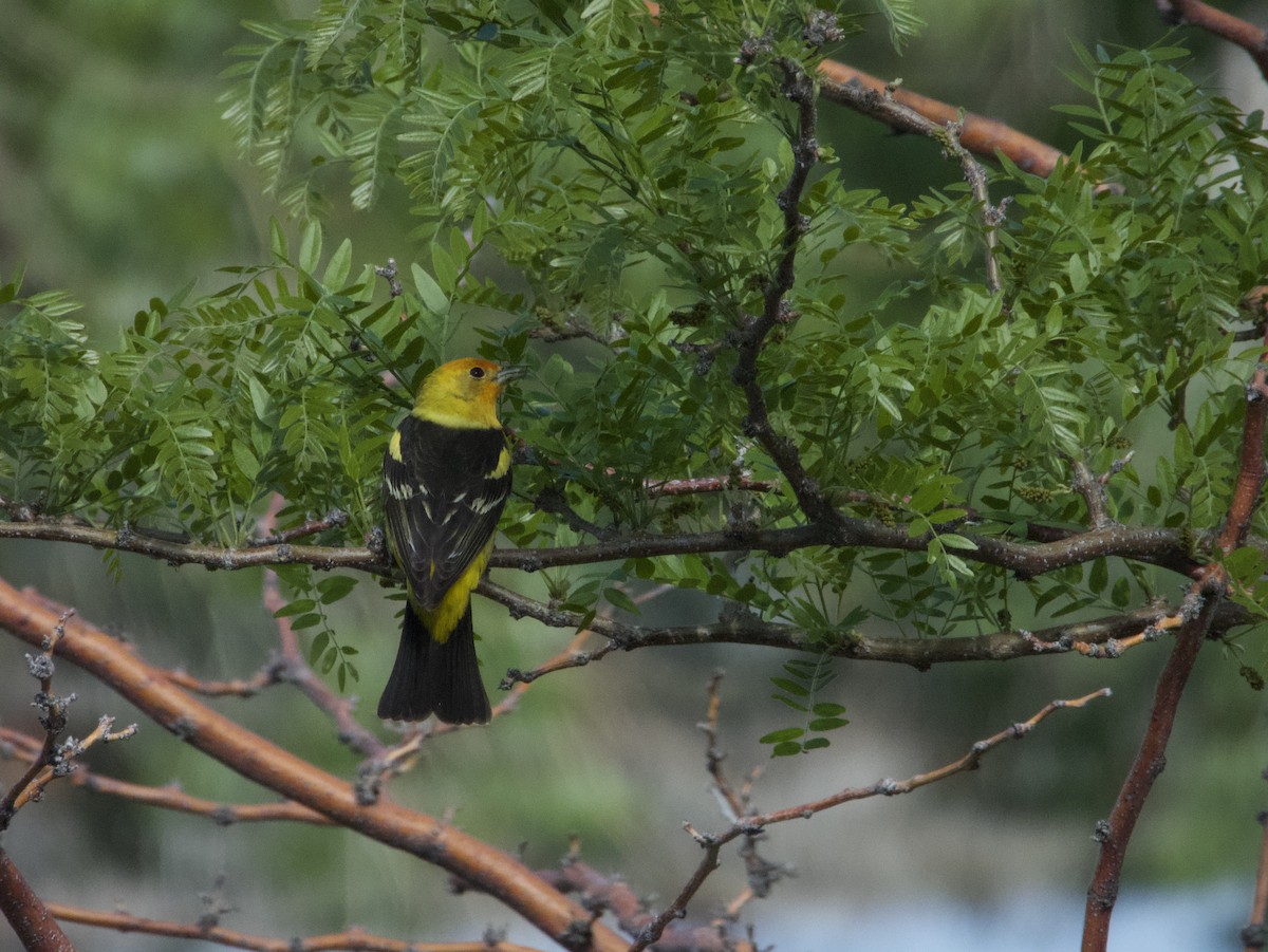 Western Tanager - ML584236101