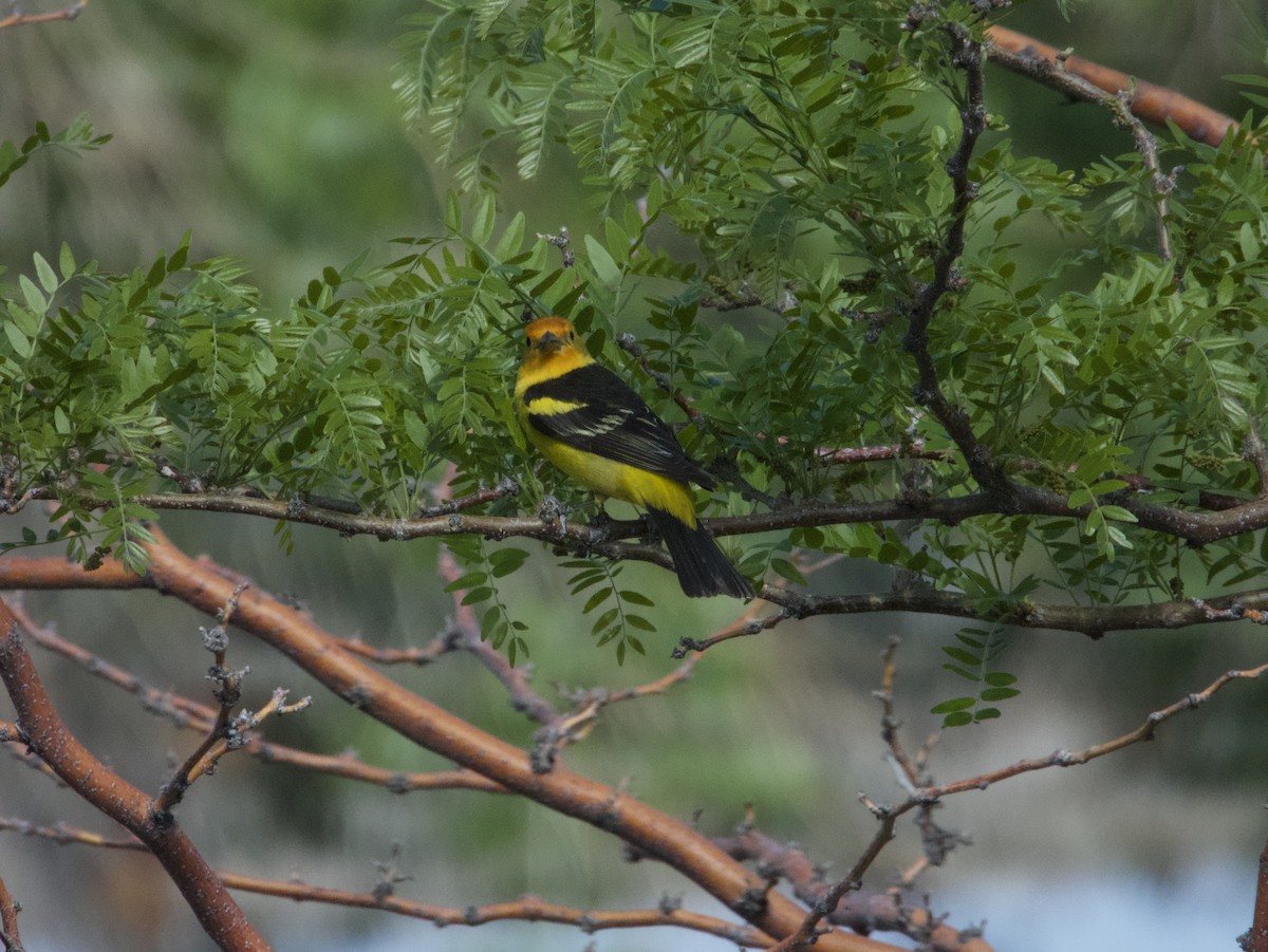 Western Tanager - ML584236111