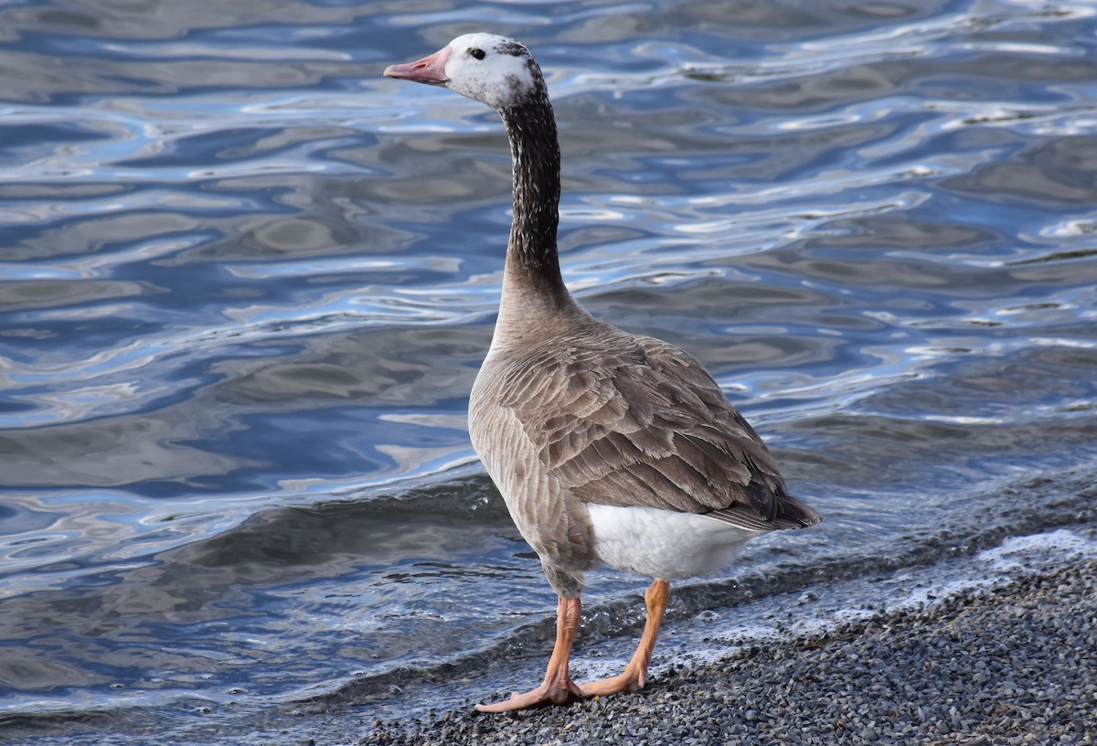 Graylag x Canada Goose (hybrid) - David Wheeler