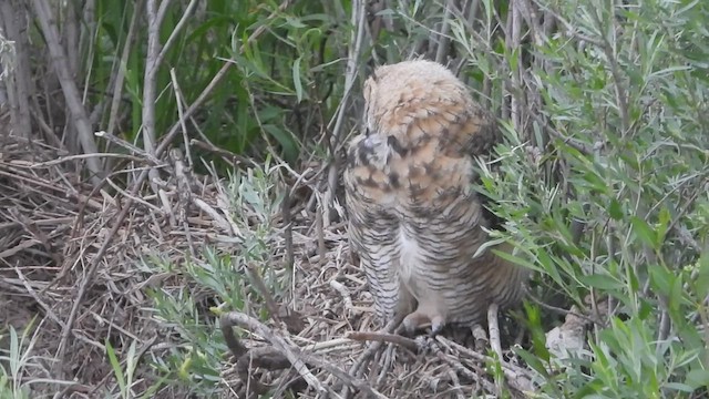 Great Horned Owl - ML584237181