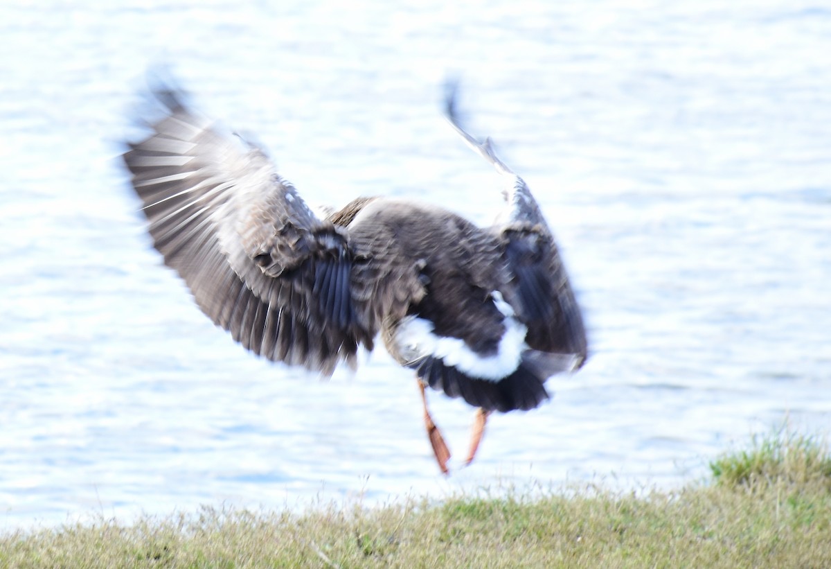 Graylag x Canada Goose (hybrid) - David Wheeler