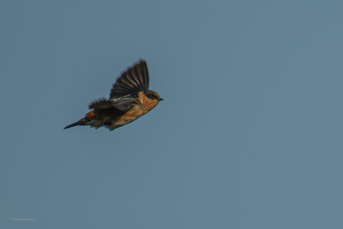 Cave Swallow - ML584240131