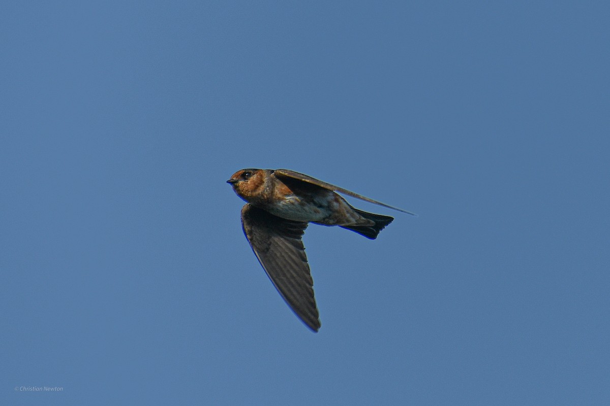 Cave Swallow - ML584240141