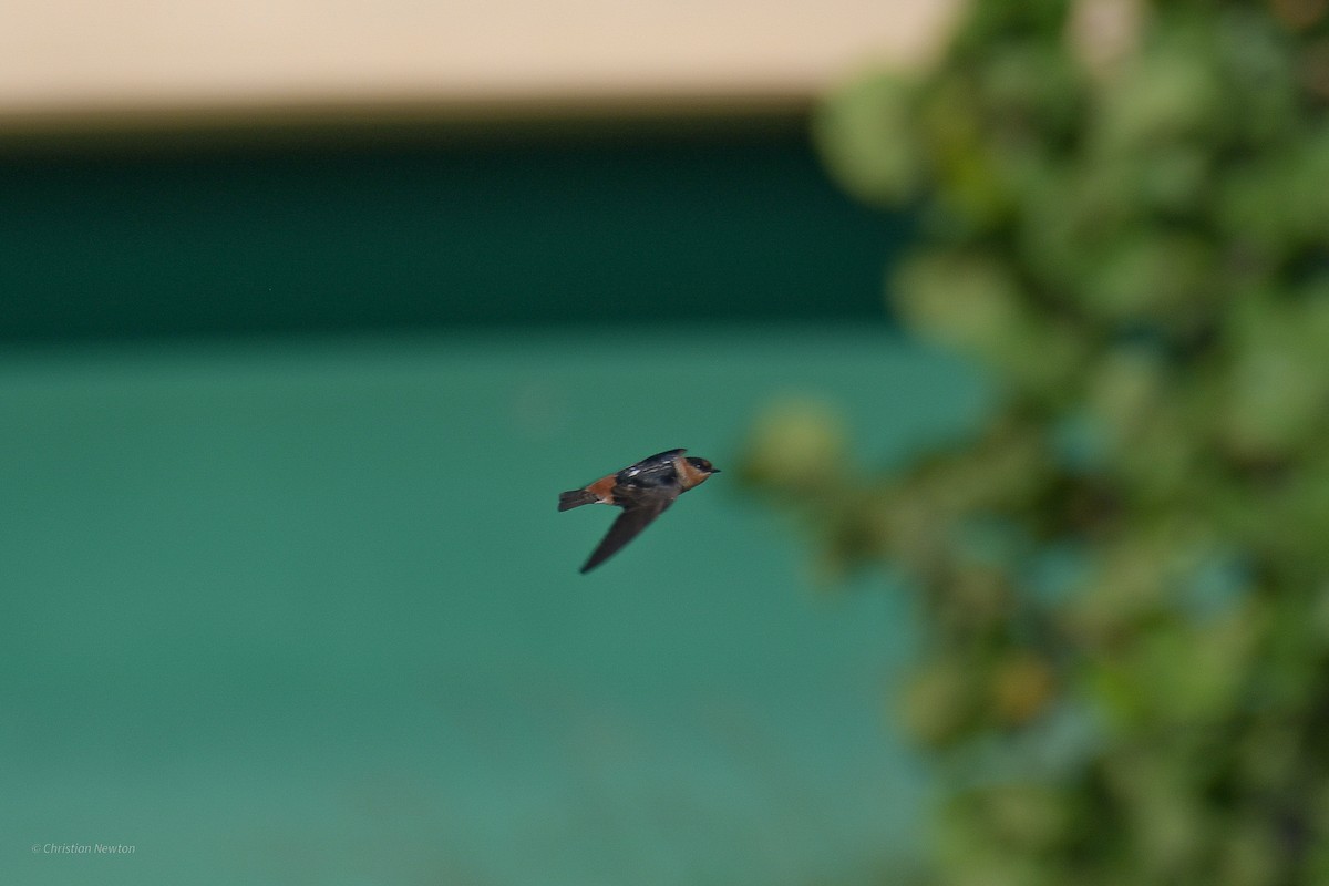 Cave Swallow - ML584240151