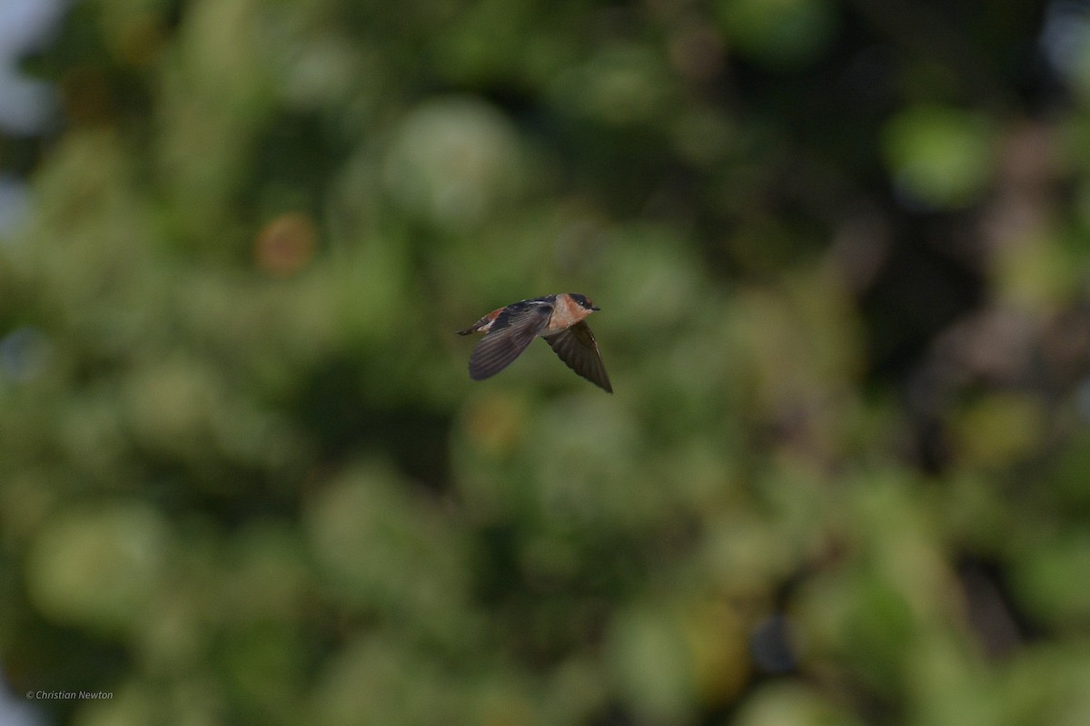 Cave Swallow - ML584240161