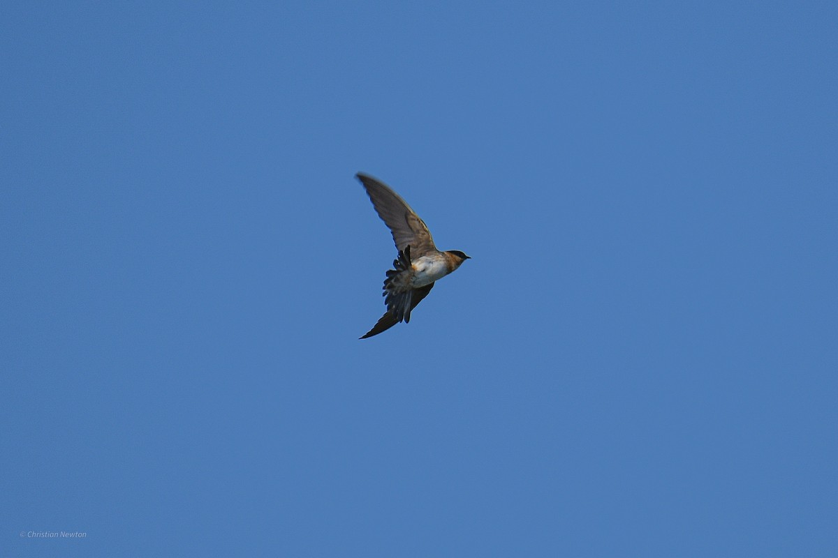 Cave Swallow - ML584240191