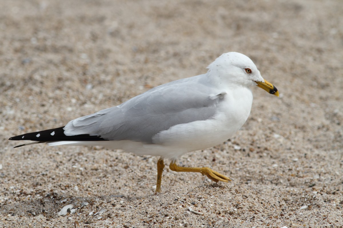 eBird Checklist - 27 Feb 2011 - Corpus Christi Beach (CTC 072) - 6 species