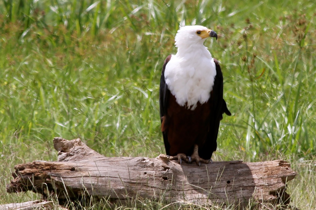 African Fish-Eagle - ML58425371