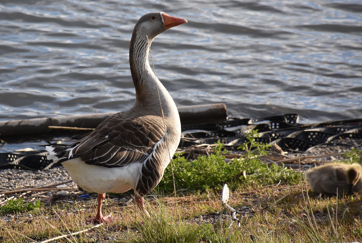 Graylag x Swan Goose (hybrid) - David Wheeler