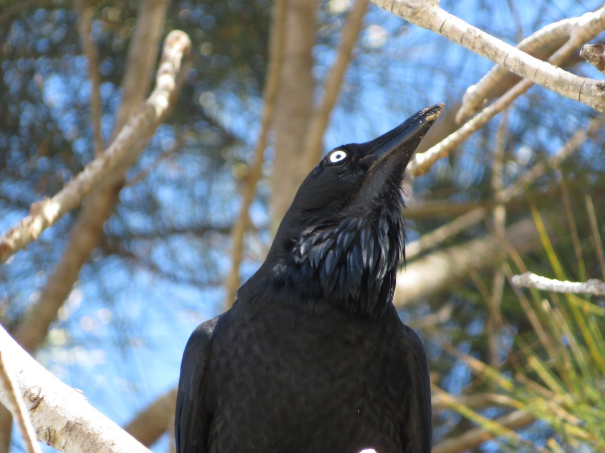 Australian Raven - Albert Ross