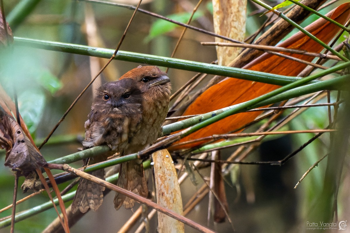 Gould's Frogmouth - Pattaraporn Vangtal