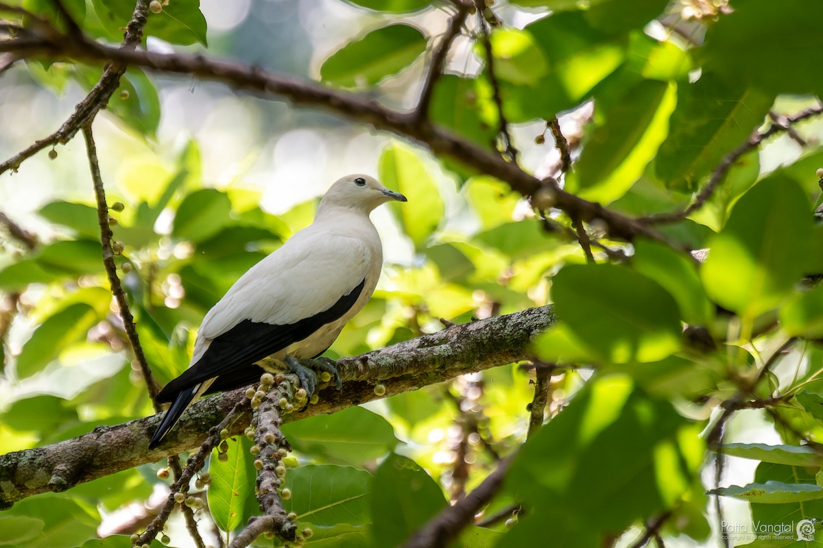 Pied Imperial-Pigeon - ML584259691