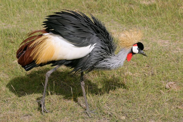 Gray Crowned-Crane - eBird