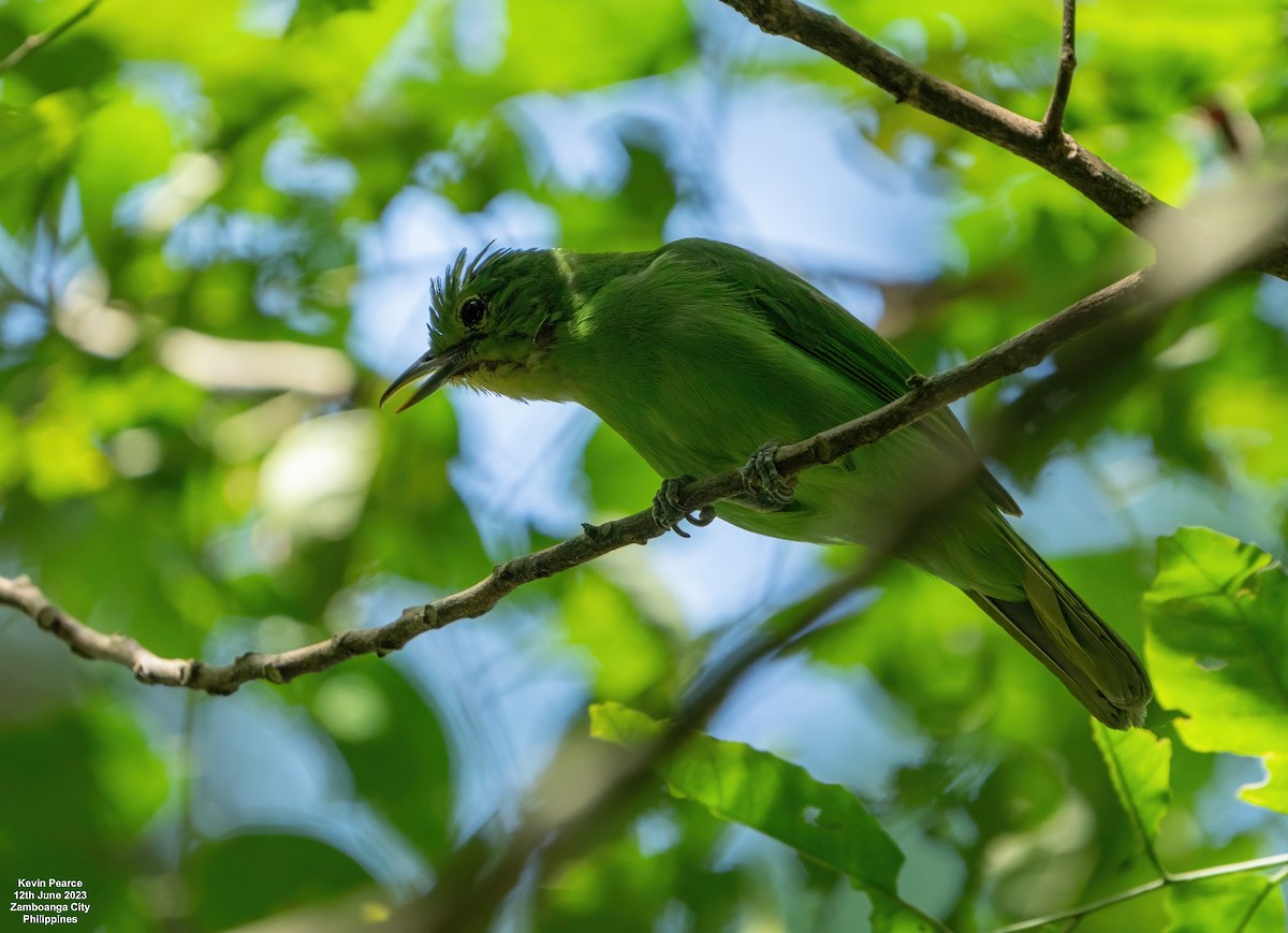 Philippine Leafbird - ML584261181