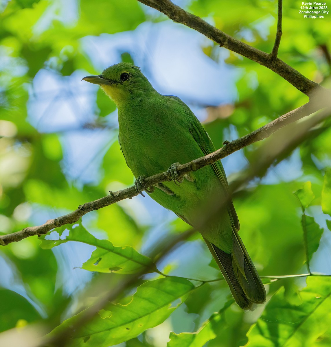 Philippine Leafbird - ML584261201