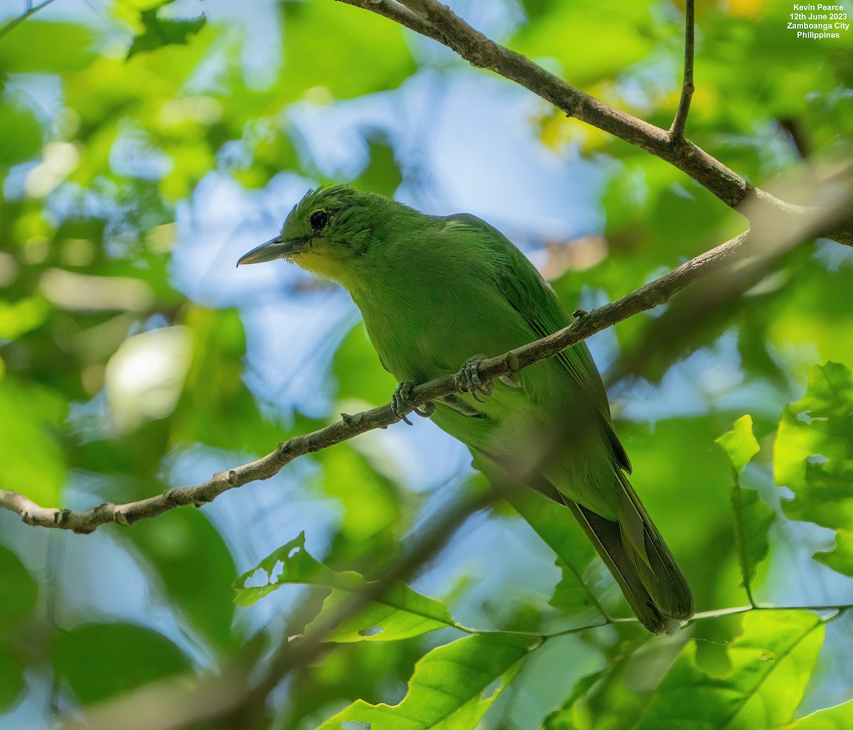 Philippine Leafbird - ML584261211