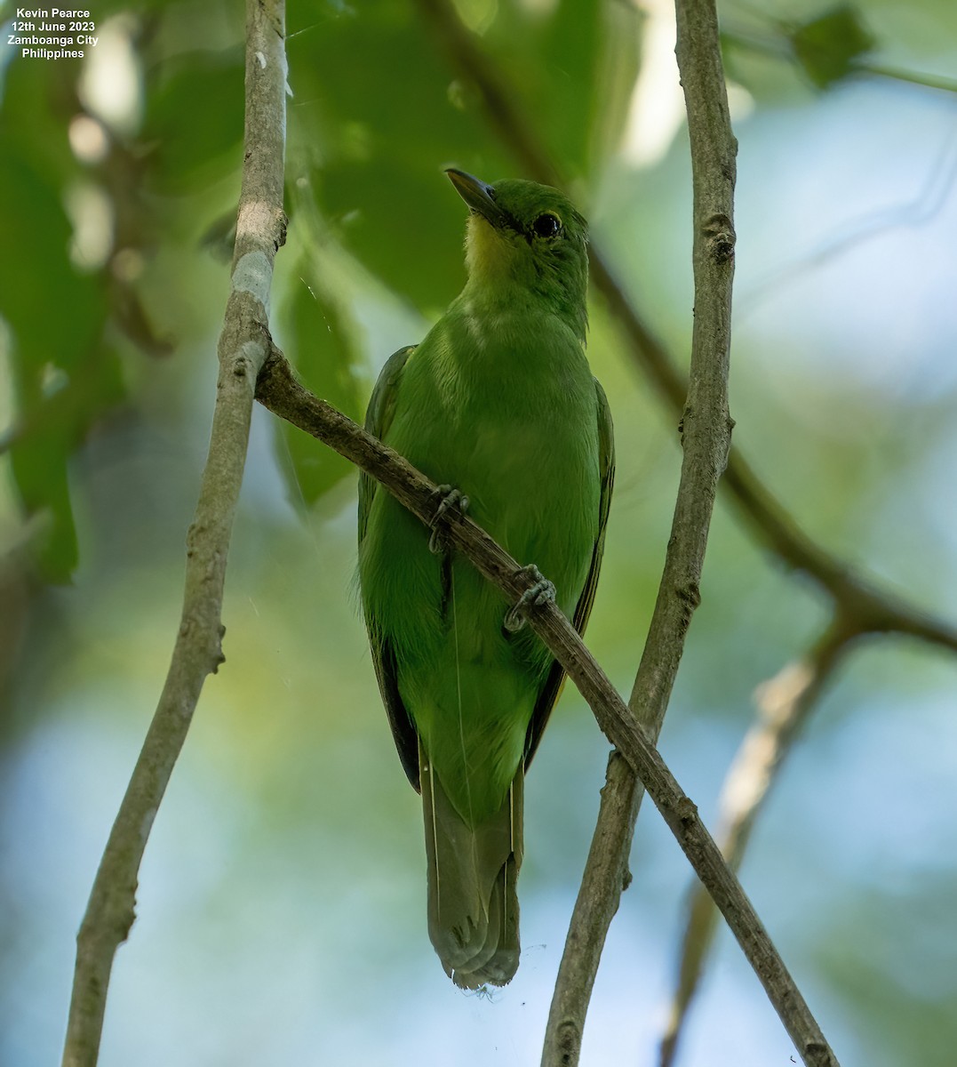 Philippine Leafbird - Kevin Pearce