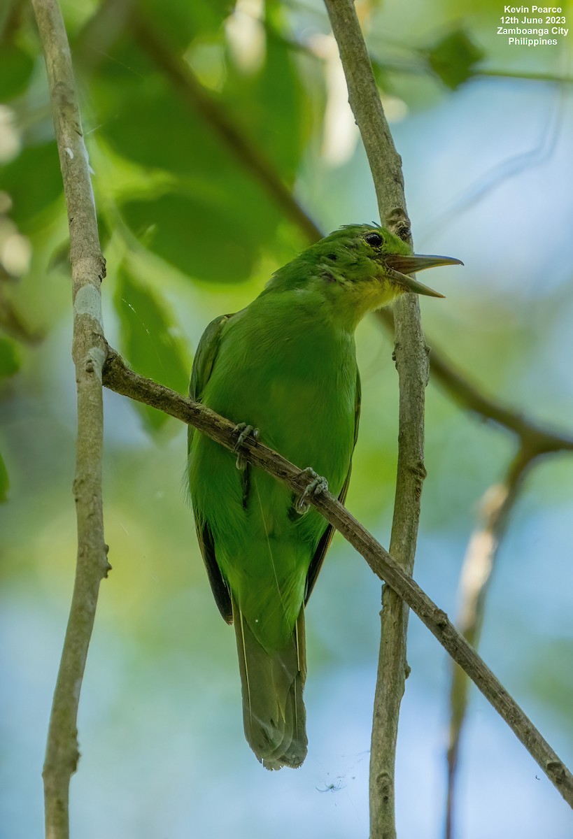 Philippine Leafbird - ML584261251
