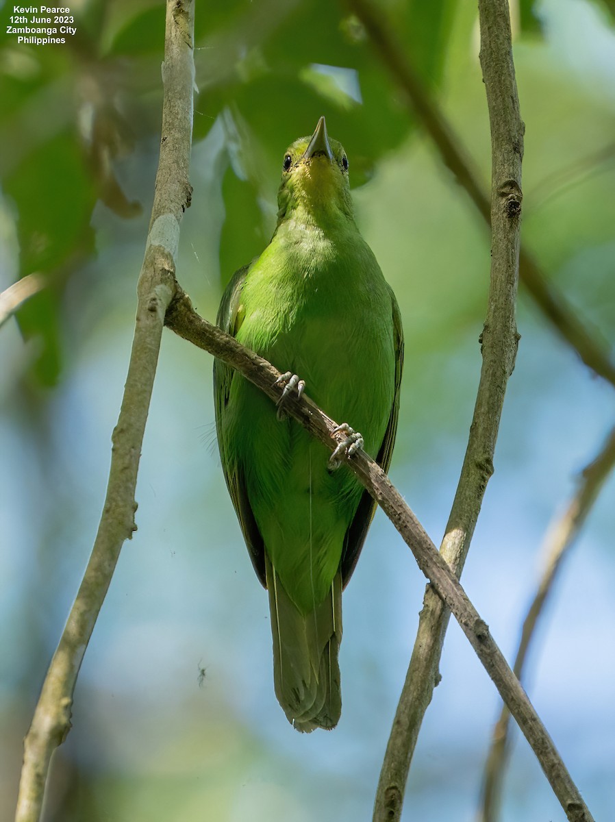 Philippine Leafbird - ML584261261