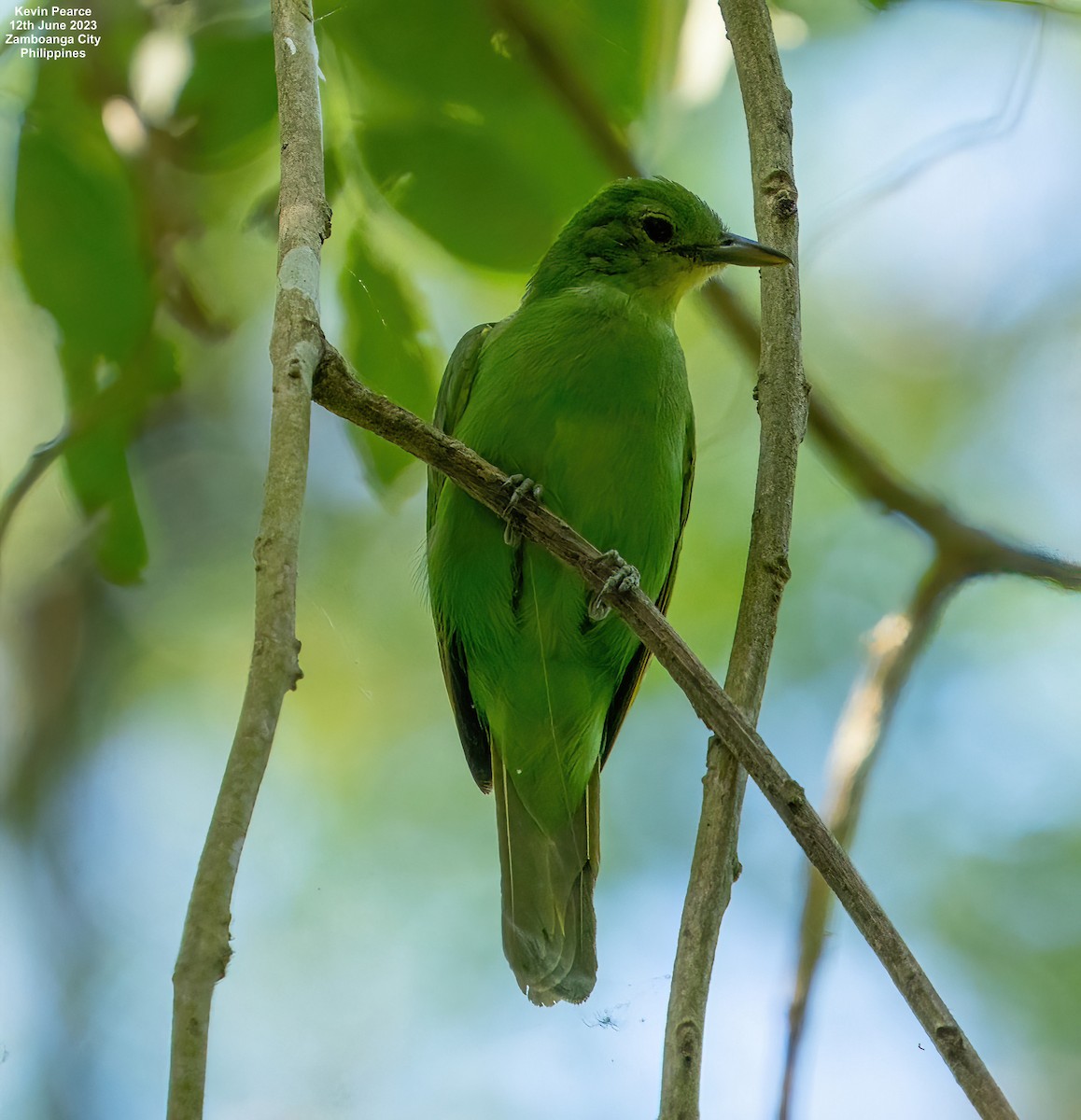 Philippine Leafbird - ML584261271