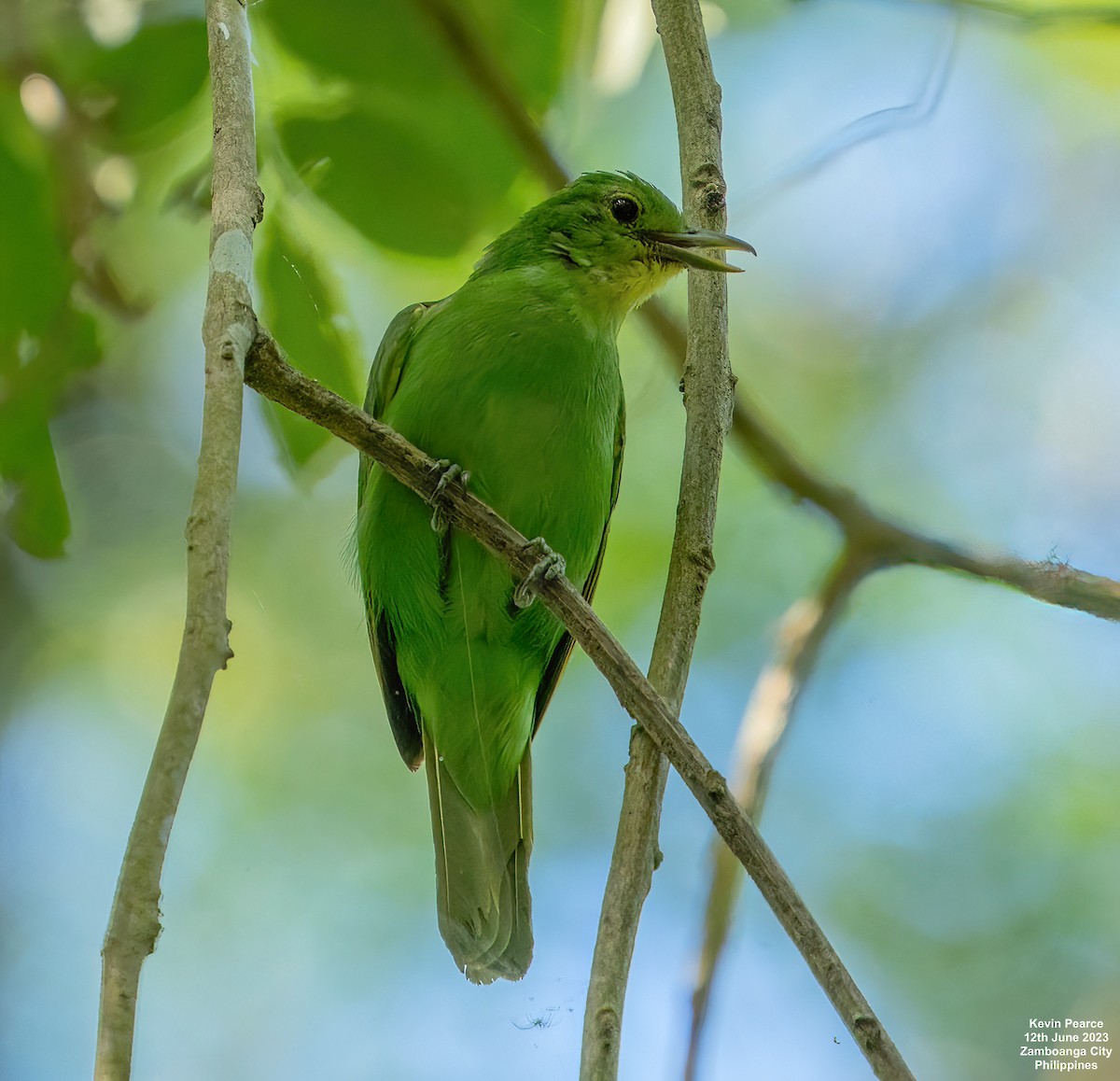 Philippine Leafbird - ML584261281