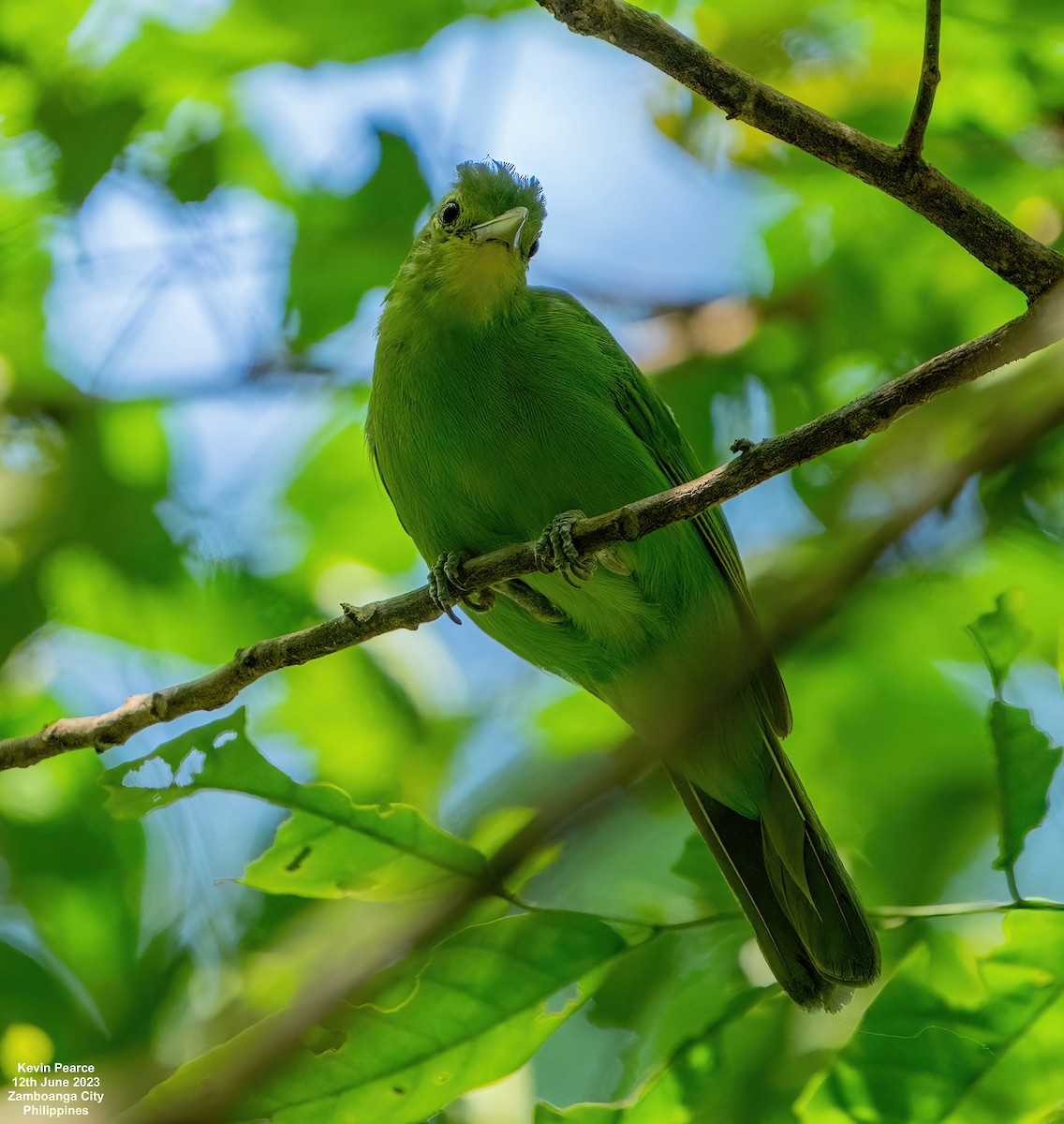 Philippine Leafbird - ML584261291